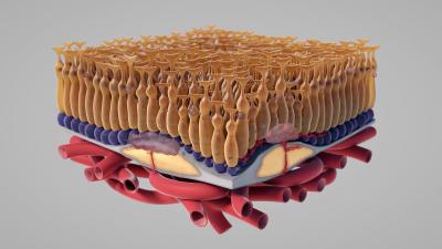 Grafik Netzhautschichten mit Einsprossungen von Blutgefäßen