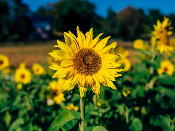 Ein Sonnenblumenfeld mit vielen blühenden Sonnenblumen